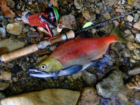 252z7ptr3u8828vaxjb8_480_480-5f8cd09f.jpg