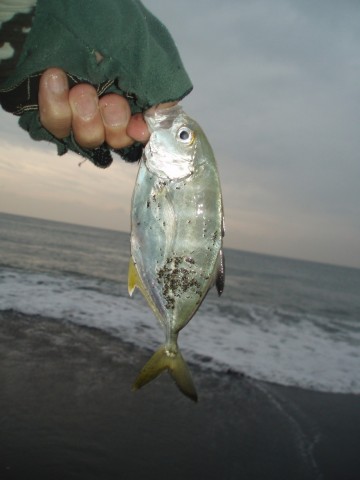 2aok975ujoh5wpy9sz4m_480_480-4f91fb9c.jpg