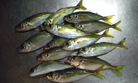 アジ15~18センチ