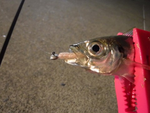 35sup3dv4k3eo3jx4udg_480_480-32b2a52a.jpg