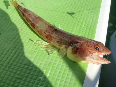 39woebx9225g2wmhj89u_480_480-47b4725e.jpg