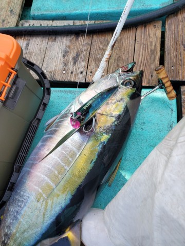 トップウォーター キハダ、クロマグロ 6点セット トップウォーター キハダ、クロマグロ 6点セット キハダシーズン