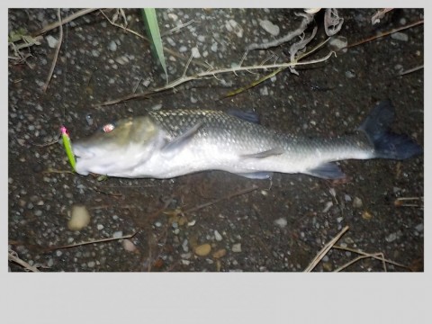 釣り人達(相模川) Seiji Kato targets bass from a site at the old Yoshino River