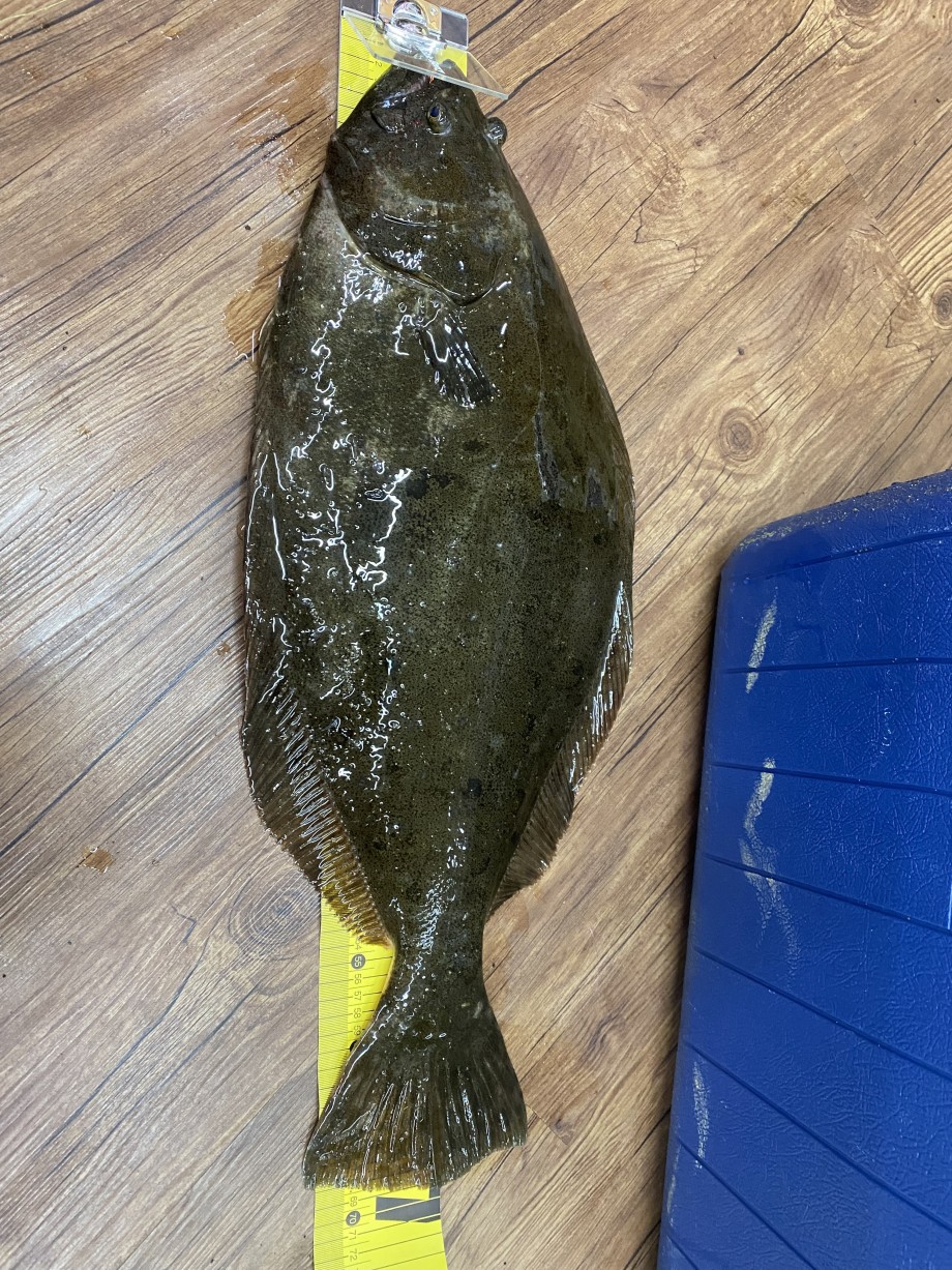そそそげ釣行記】 ブローウィン140Sでクソデカヒラメ！！