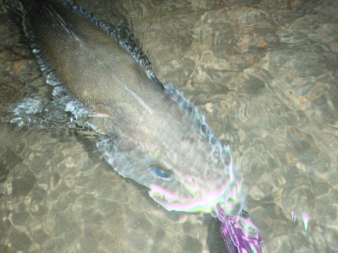 42gzdd7vm46975zygy7s_480_480-7d0a1317.jpg