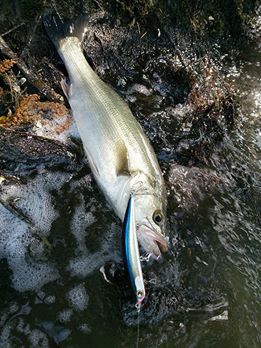 4cmgghswuwwj9dawkerr-3c6ef297.jpg