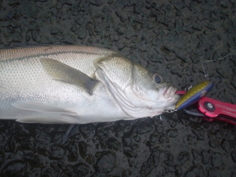 4h22pzjbgudap2awdcgw_480_480-cacb6468.jpg