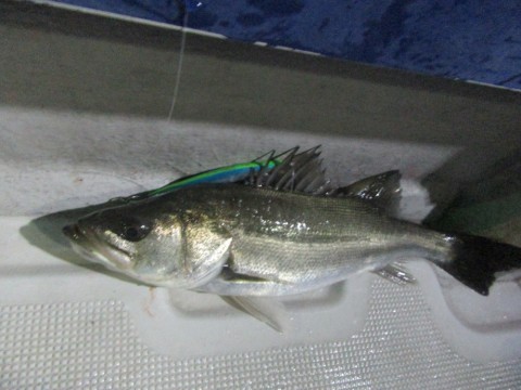 4hyzykmk4x6zo267637p_480_480-4bd1074a.jpg