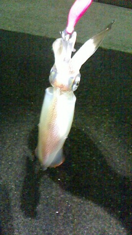 4wt6oc7ej7t7nsn53av6_480_480-8d1b7042.jpg