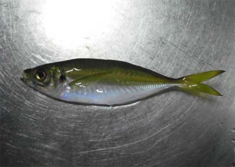 アジ 18センチ