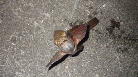 5vkn5zbkzbzydkppt9xp_480_480-6c0511ef.jpg