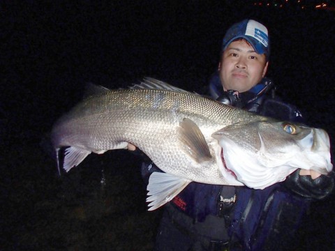 スズキ釣り 清き鱸（スズキ）という魚 - Fishman（フィッシュマン）