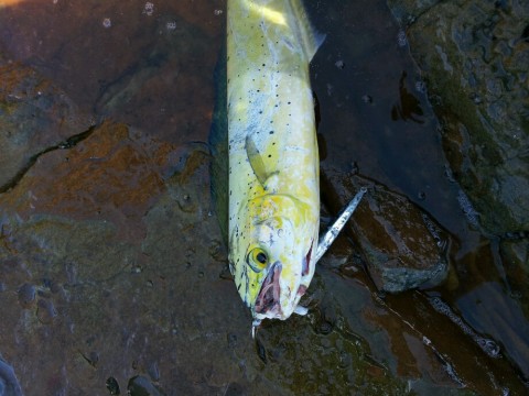 6b9a27kn5ri3jka95ryk_920_690-33a7b179.jpg