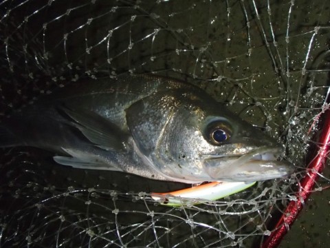 6bvk64bow76x24mzaxgz_480_480-bd7258f1.jpg