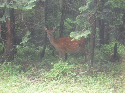 6pfdndharoodaw349wtj_480_480-f31d9427.jpg
