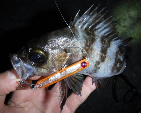 75izu744kg8excdzjx8p_480_480-d2c29f6d.jpg
