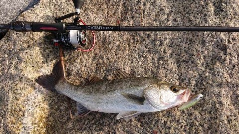 8esvi9b2bx2fbu9yfav3_480_480-