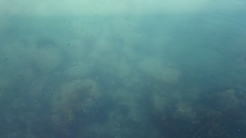 8jc5f2kizk78j74z7ctb_480_480-47e39385.jpg