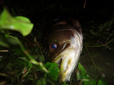8rconr9m69k3h45wusv9_480_480-65d63a34.jpg