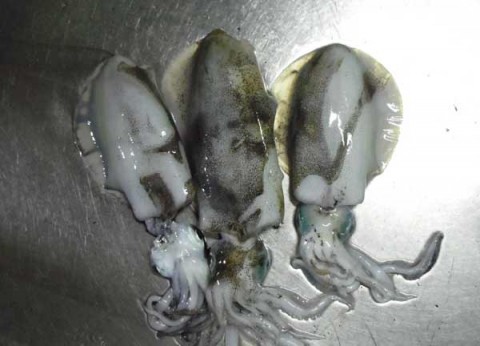 泉南のアオリ 13~16センチ