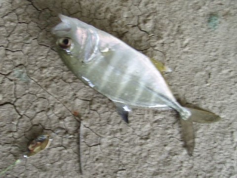 979xcbi7rkw36apjxvrm_480_480-5014adb3.jpg