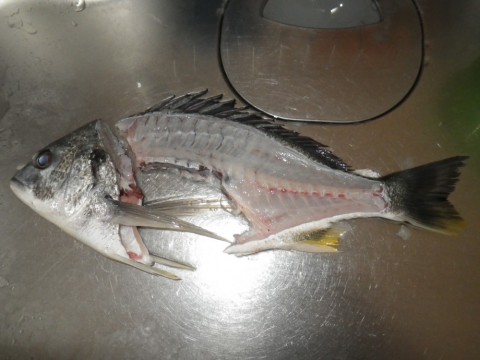9onwdrxu3ydyyu47ze32_480_480-1583705a.jpg