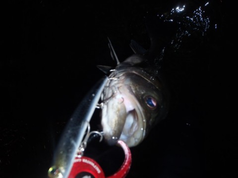 a9vi4v6o95p3vnx7tnax_480_480-372a8af7.jpg