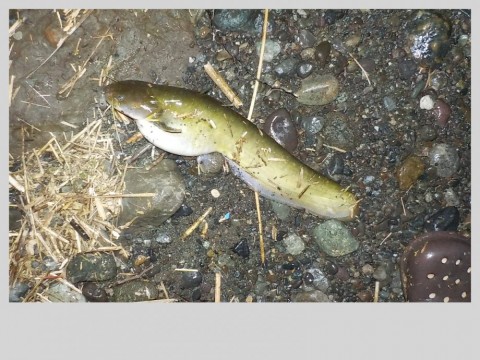 PNB】 相模川の愉快な仲間達