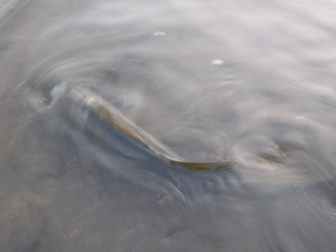 arzyc8f573nexkar4geh_480_480-e9435c9f.jpg