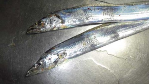 ワインド太刀魚 全部で5匹