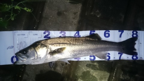 avvvyfj3uppjvx6cxgmo_480_480-b3085731.jpg