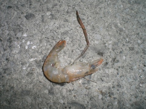 aw7j6xokfaebiip9284k_480_480-f83f918b.jpg
