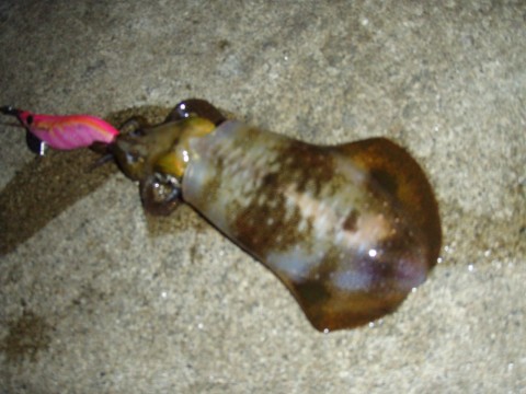 bbzcnb7omu5pwrkvv7yn_480_480-dee754d0.jpg