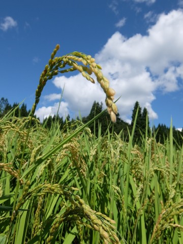 bdautykfxro6mgfghfsb_480_480-530bba4e.jpg