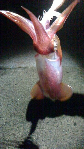 buirgd42h6rr2mvjvjgv_480_480-64d55076.jpg