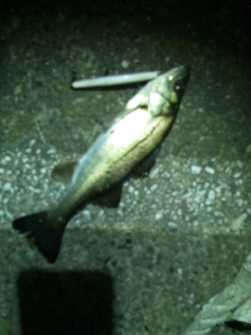 c6ireerr8amnbem8j6i5_480_480-8b888800.jpg