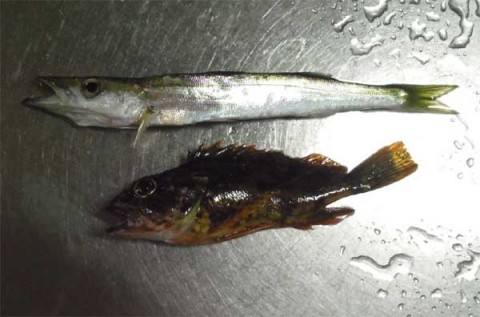 ガシラとカマス
