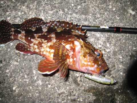 crjvdmsjfzob4jp6h4z9_480_480-7bb75f38.jpg