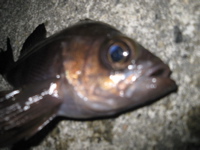 d45OmckLpKZfSgOP6vvw-a4ddc912.jpg