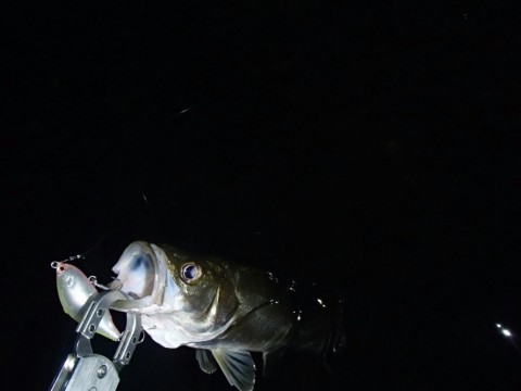 da55yzopdcdo9rdz22w5_920_690-d4908888.jpg