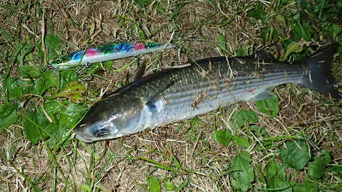 ek8hn7j2gk4digrbwf3y-3696150c.jpg