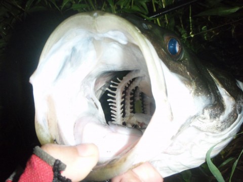 ekw5hvnt7zxunxykg857_480_480-fdc3b698.jpg