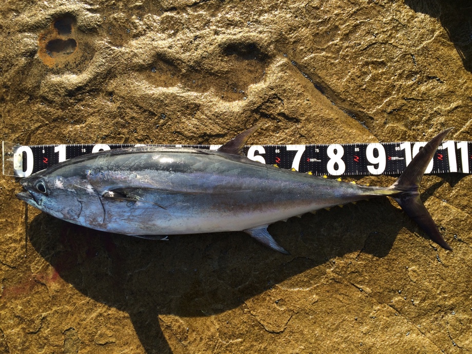 Keigo the Hiramasakai】 ☆ 地磯からマグロのキャッチに成功 ☆