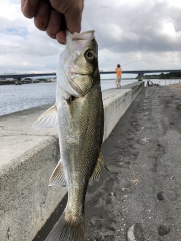 釣り人達(相模川) 釣り人達(相模川) 相模川の釣果・釣り場情報【2025年最新