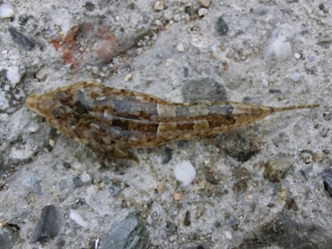 fmogoprynbkjjugdmtd9_480_360-f49d8e82.jpg