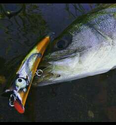 Fishing Spirits 2】 ペニーサックモッカで釣る。