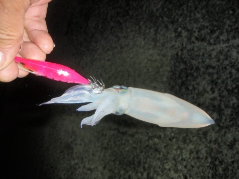 fnuphusuyizxm4cickox_480_480-e30a0ffc.jpg