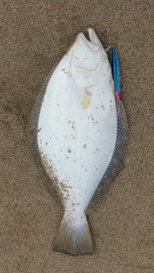 下手な鉄砲 数打ちゃ当たる 珍釣行記 ヒラメの寄生虫 閲覧注意