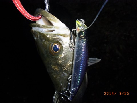gcnkj3hzyzzeukp34cv9_480_480-985b2040.jpg