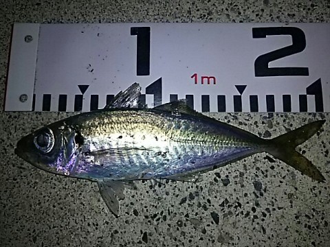 gdfpepo89x5h98iknjx7_640_480-328f3d6c.jpg